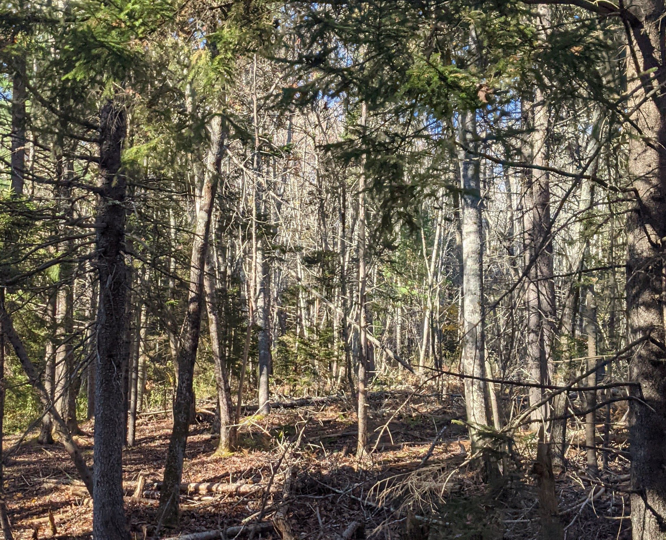 Maine Forest